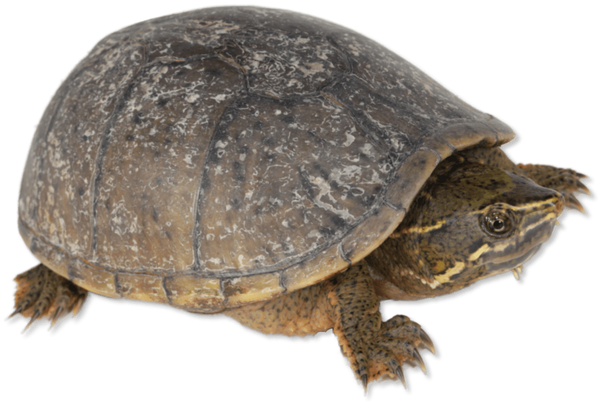 Common Map Turtle