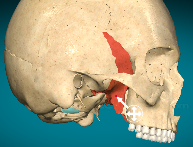 <p>Sphenoid bone: Pterygoid plates</p>
