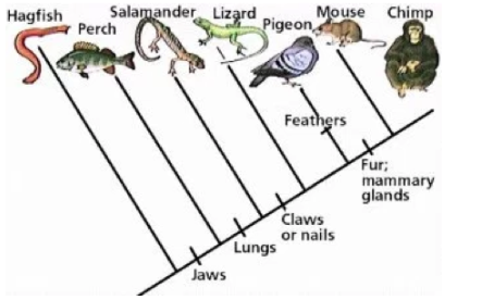 <p>→<strong>presents the relationships between living organisms</strong>. It shows who is close to whom.</p><p>→ which <u>characteristics</u> are the same in several species (<u>inherited from a common ancesto</u>r)</p>
