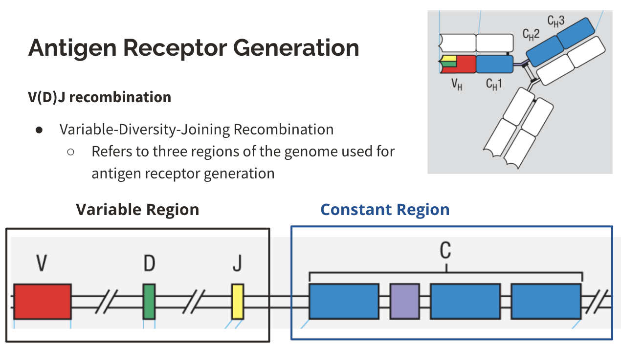 <ul><li><p>V(D)J recombination</p><ul><li><p>variable-diversity-joining recombination, which refers to three regions of the genome used for antigen receptor generation</p></li></ul></li></ul><p></p>