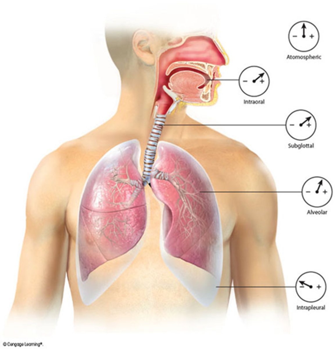 <p>pressure below the vocal folds - measured via hypodermic needle</p>