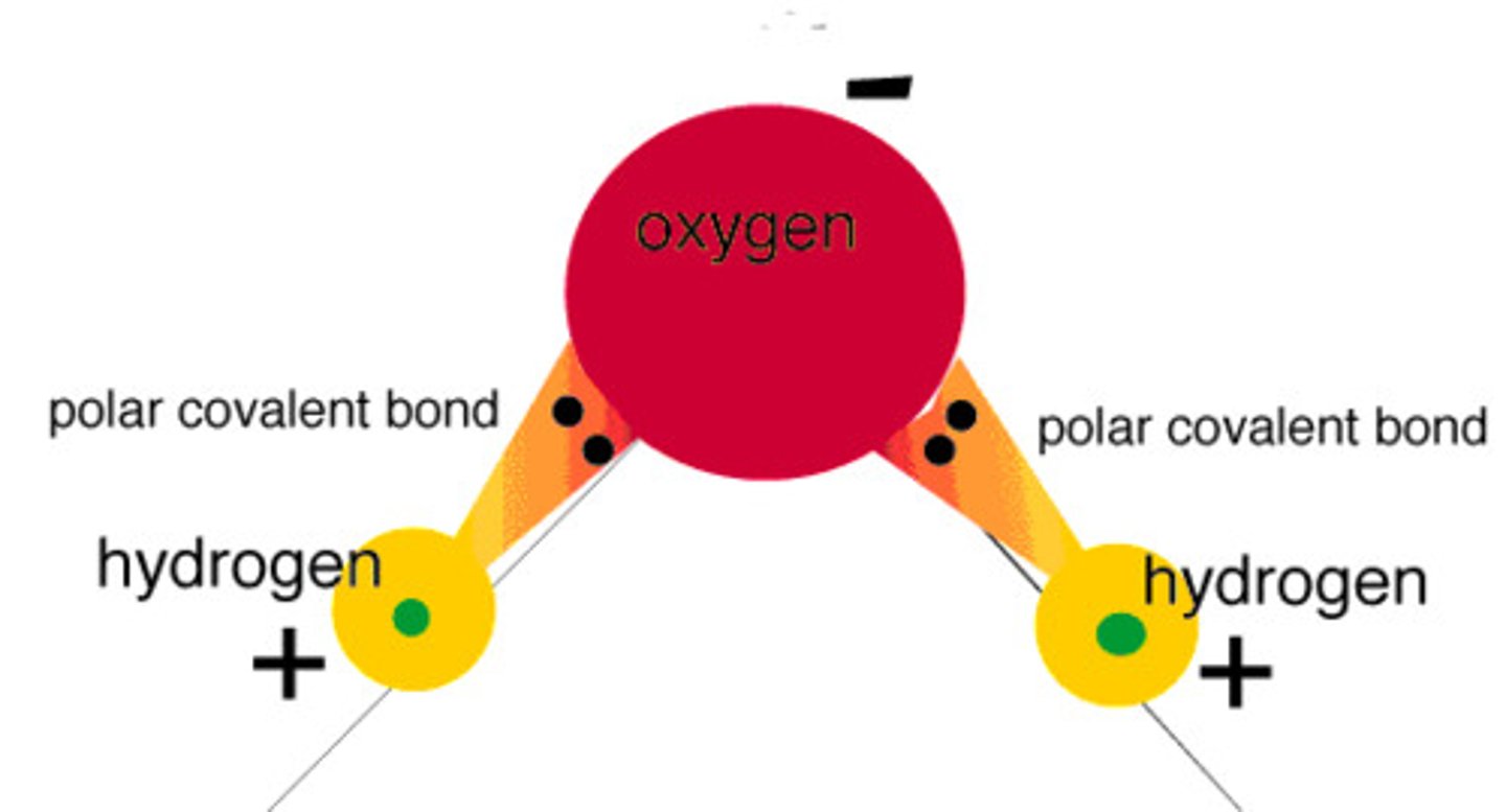 <p>has polar covalent bonds; H is partially positive, O is partially negative</p>