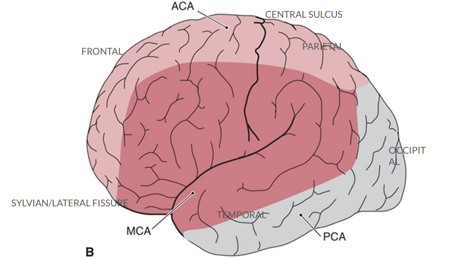 <p>Cerebral Arteris </p>