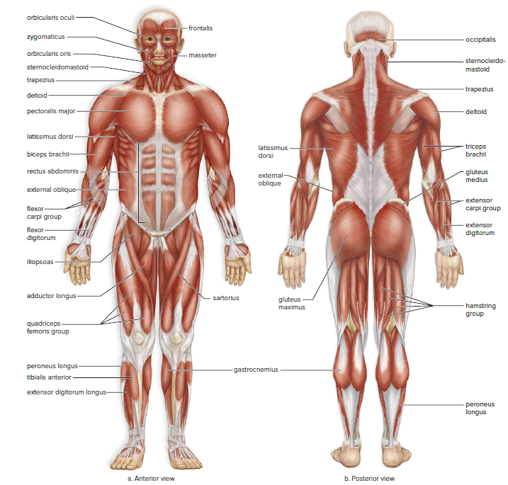 Fig 28.16 - Major skeletal muscles in the human body.