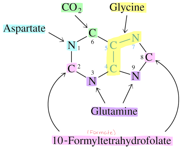 <ul><li><p>radiation was used to differentiate where each atom came from</p></li><li><p>extra: John Buchanan determined origin of each atom using isotopic tracers</p></li></ul><p></p>