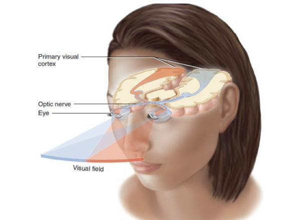 <p>The optic nerve carries messages from each eye (visual field) to the visual cortex (occipital lobe).</p>