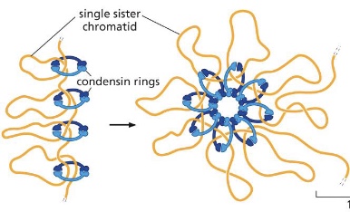 <p>protein complex that helps configure duplicated chromosomes for segregation by making them more compact. Condensins assemble along each individual sister chromatid, helping each of these double helices to coil up into a more compact form</p>