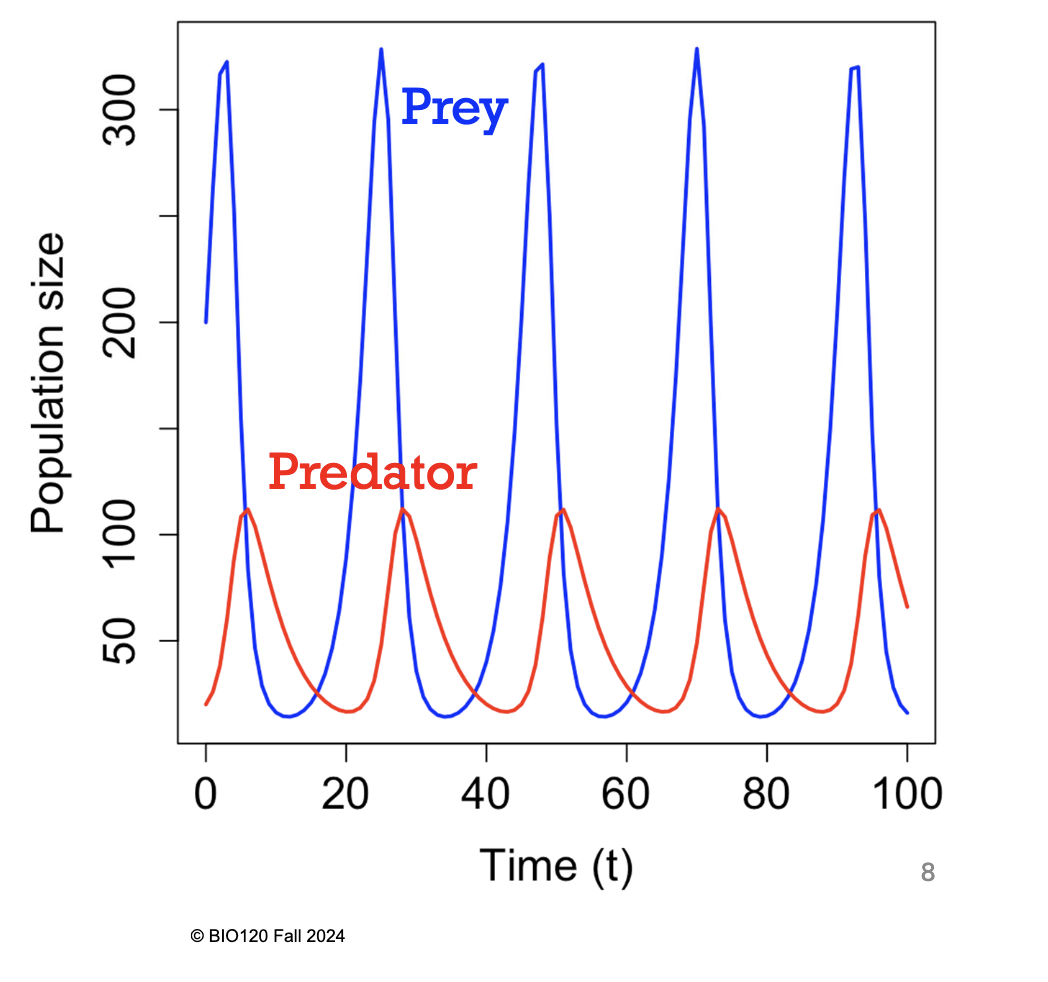 <ul><li><p>when there’s a lot of predators, they eat a lot of prey. Hence, the prey population declines. </p></li><li><p>as the prey population declines, they get scarce and so the predators don’t have enough food. So the predator population starts to decline. </p></li><li><p>with fewer predators, the prey population increases (recovers)</p></li><li><p>however, as the prey population increases, there’s more food for the predators and so their population increases (it recovers)</p><p></p><p>*that’s why populations “cycle”</p></li></ul><p></p>