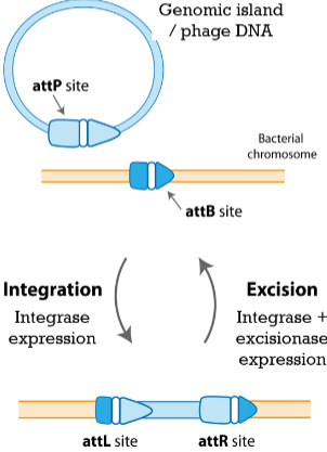 <p><span>between 15- to 20-bp motifs on the GI / phage (attP) and</span><br><span>bacterial chromosome (attB). Results in the generation of two hybrid sequences (attL and attR)</span></p>