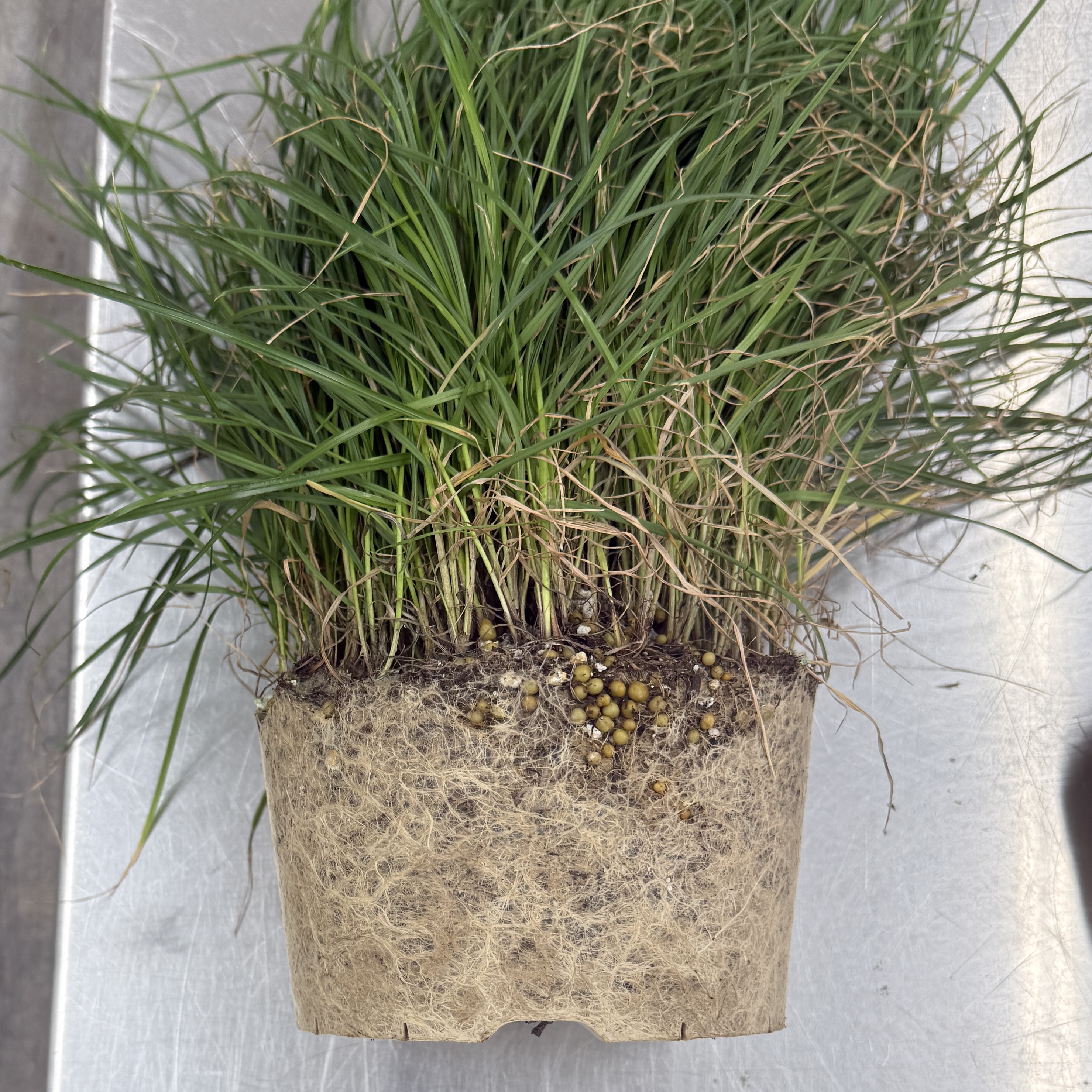 <p>Identify the root structure</p>