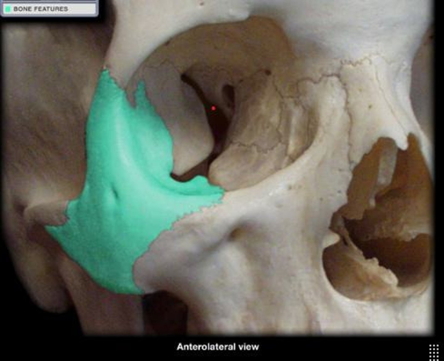 <p>Upper jawbone forming the mouth's structure.</p>