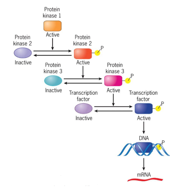 <ul><li><p>a series of proteins</p></li><li><p>each protein in pathway alters conformation of next protein</p></li><li><p>protein conformation usually altered by phosphorylation</p></li></ul><p></p>