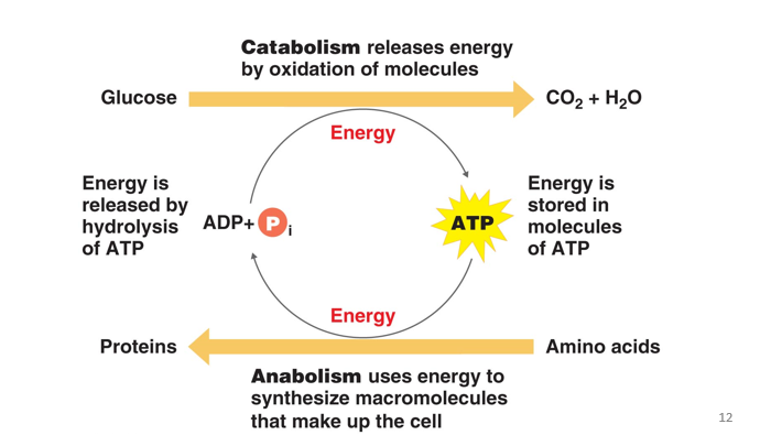 <p>ATP</p>