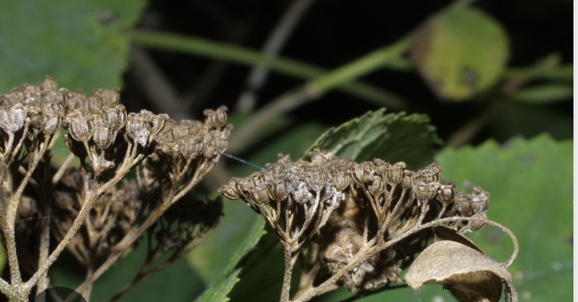 <p>wild hydrangea</p>