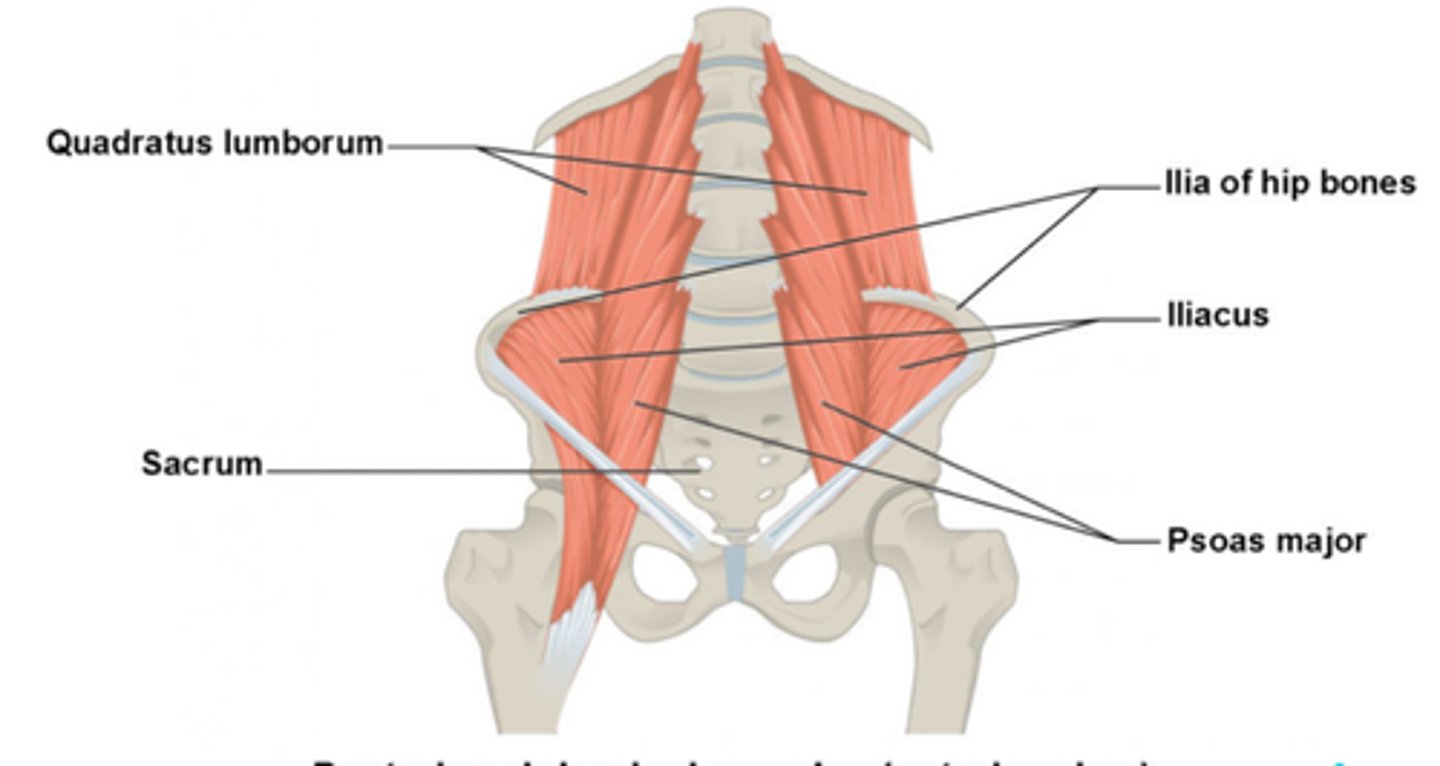 <p>1. Quadratus Lumborum</p><p>2. Psoas major</p>