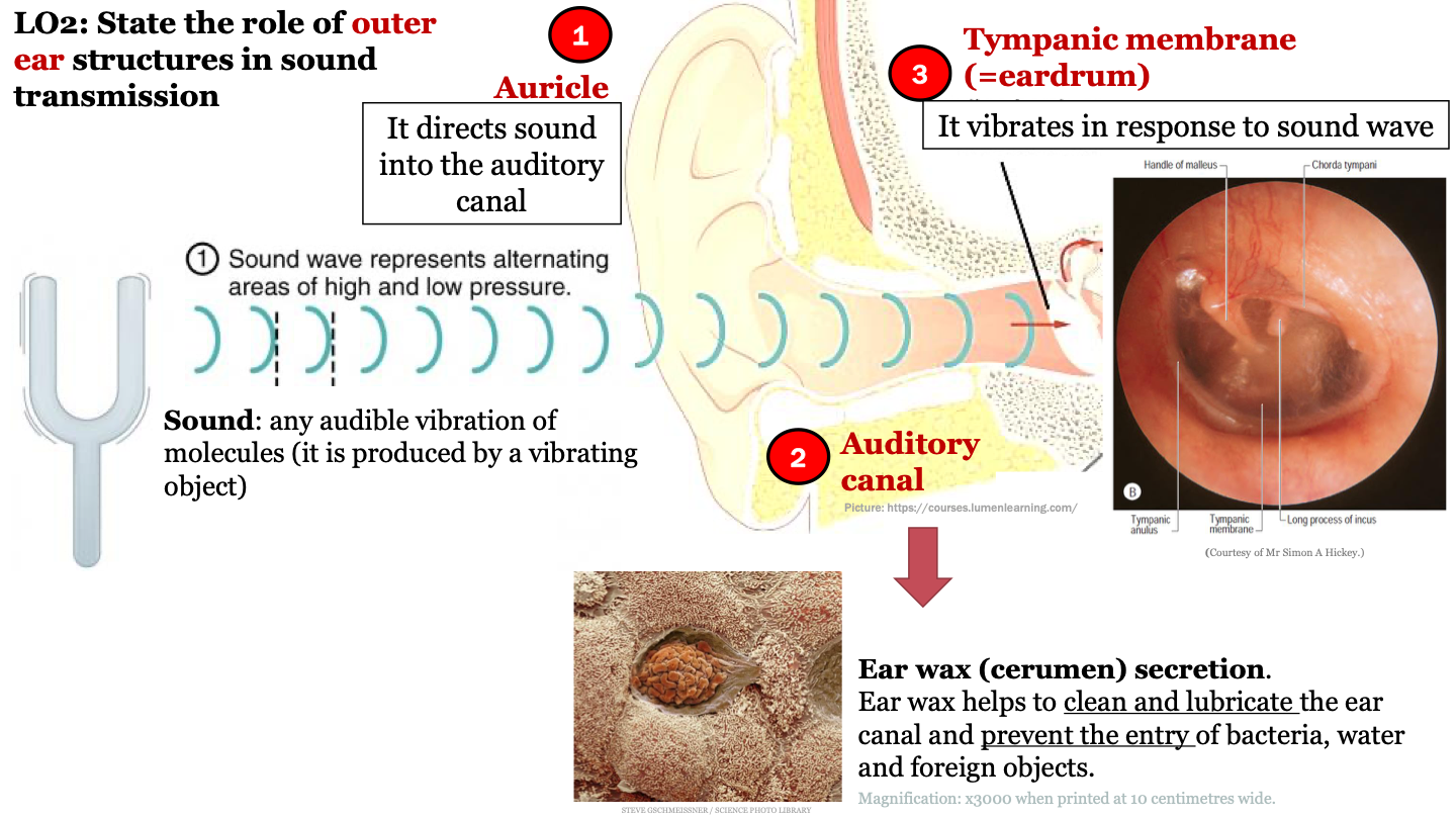 it directs sound into the auditory canal 