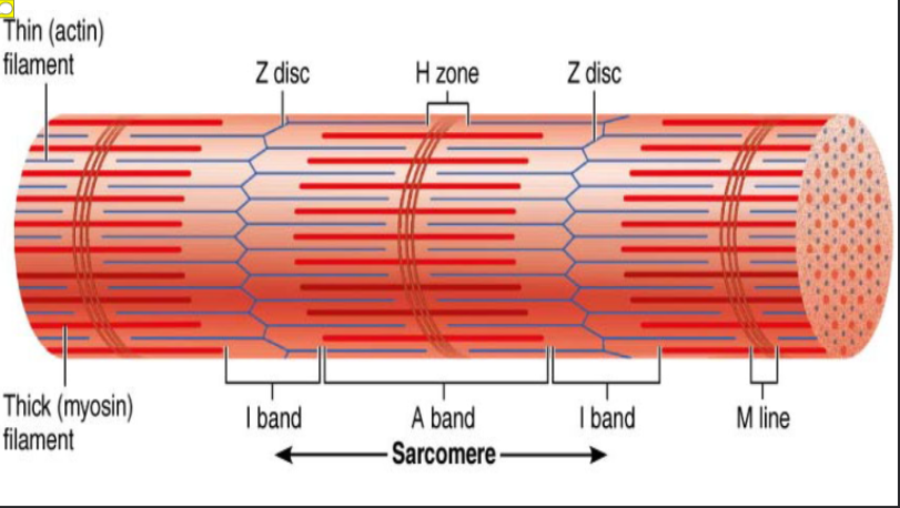 <p>Smallest contractile unit (functional unit) of muscle fiber</p><p>A bands: dark regions</p><p>H zone: lighter region in middle of dark A band</p><p>M line: line of protein (myomesin) that bisects H zone vertically</p><p>I bands: lighter regions</p><p>Z disc (line): coin-shaped sheet of proteins on midline of light I band</p><p>Contains A band with half of an I band at each end</p><p>Consists of area between Z discs</p>