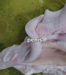 <p>Give the specific name of the organ and the specie it came from</p>