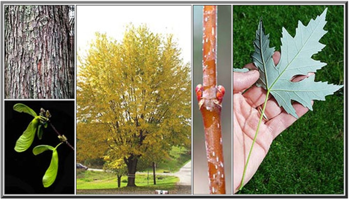 <p>-stringy grey bark</p><p>-deep points on 5 point leaves</p><p>-upright branches further down</p><p>-acute angle of wing seeds</p>