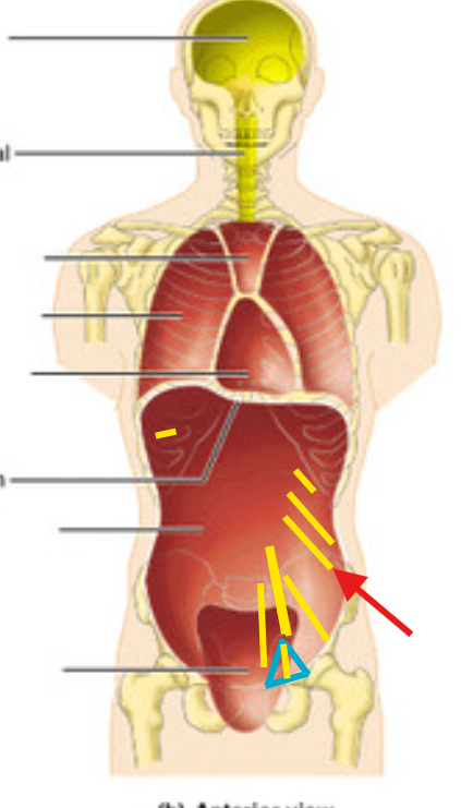 <p>What is this structure?</p>