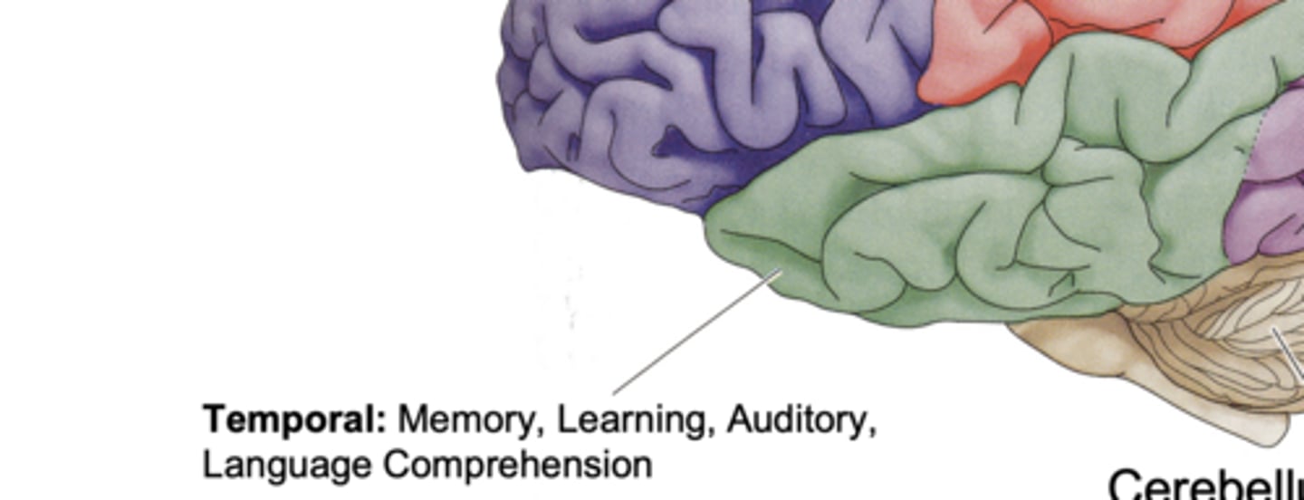 <p>memory, learning, auditory, and language comprehension</p>