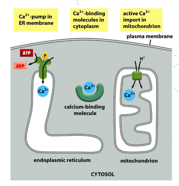 <ul><li><p><strong>Release from intracellular stores</strong> via IP₃ receptors and ryanodine receptors in the ER</p></li><li><p><strong>Ca²⁺ reuptake into the ER</strong> by Ca²⁺-ATPase pumps</p></li><li><p><strong>Ca²⁺ extrusion from the cell</strong> by plasma membrane Ca²⁺-ATPase</p></li><li><p><strong>Ca²⁺ buffering</strong> by calmodulin’</p></li></ul><p></p><p></p>