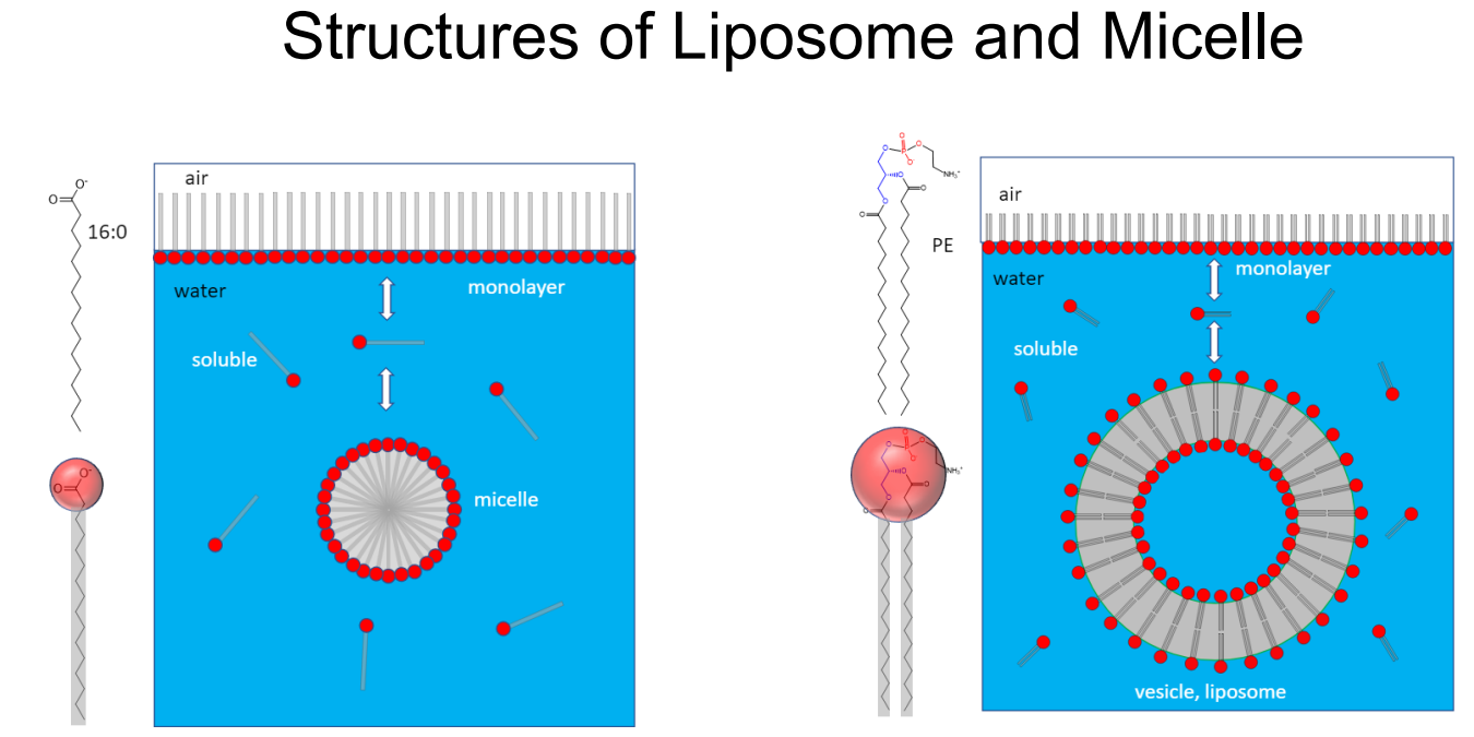 <p>Liposome vs micelle </p>