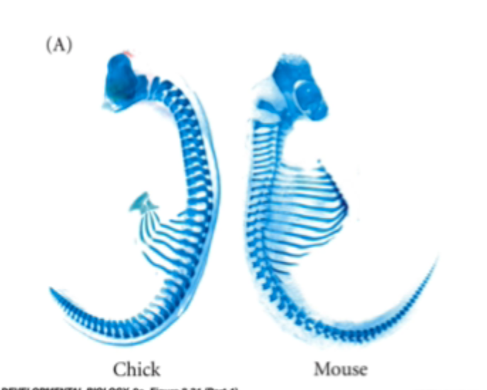 <p>Although related species show similar patterns there are differences</p><p>These differences are 1 way that evolution can generate differences between species</p><p>Mice (and all mammals except sloths and manatees) have 7 cervical vertebrae. Chickens have 14, swans 25 and elasmosaurus had 76</p>