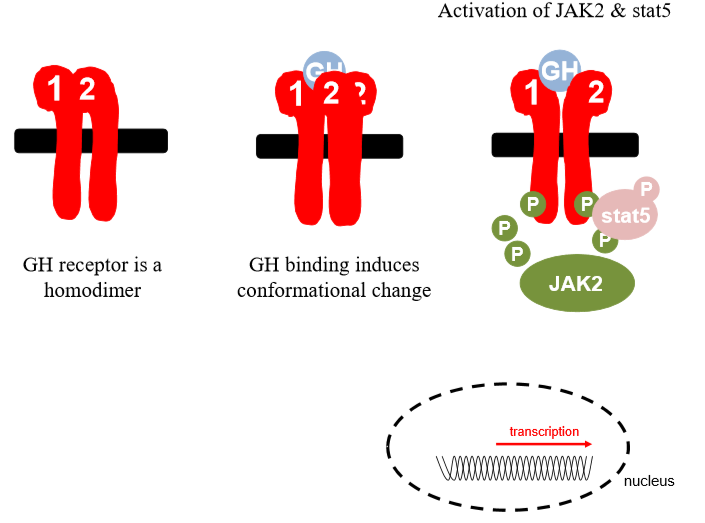 <p></p><ul><li><p>Exists in plasma as homodimer</p></li><li><p>Conformational change when gh binds, one subunit rotates, reveals binding site</p></li><li><p>Once enzyme recruited, jak2 phosphorylates on residue, cytoplasmic portion, transcription factor</p></li><li><p>Stat 5 gets phsophorylated and active, moves into nucleus binds to promoter regions</p></li></ul><p></p>