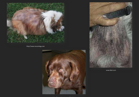 <p><span style="background-color: transparent;"><strong>Hypothyroidism</strong></span></p>