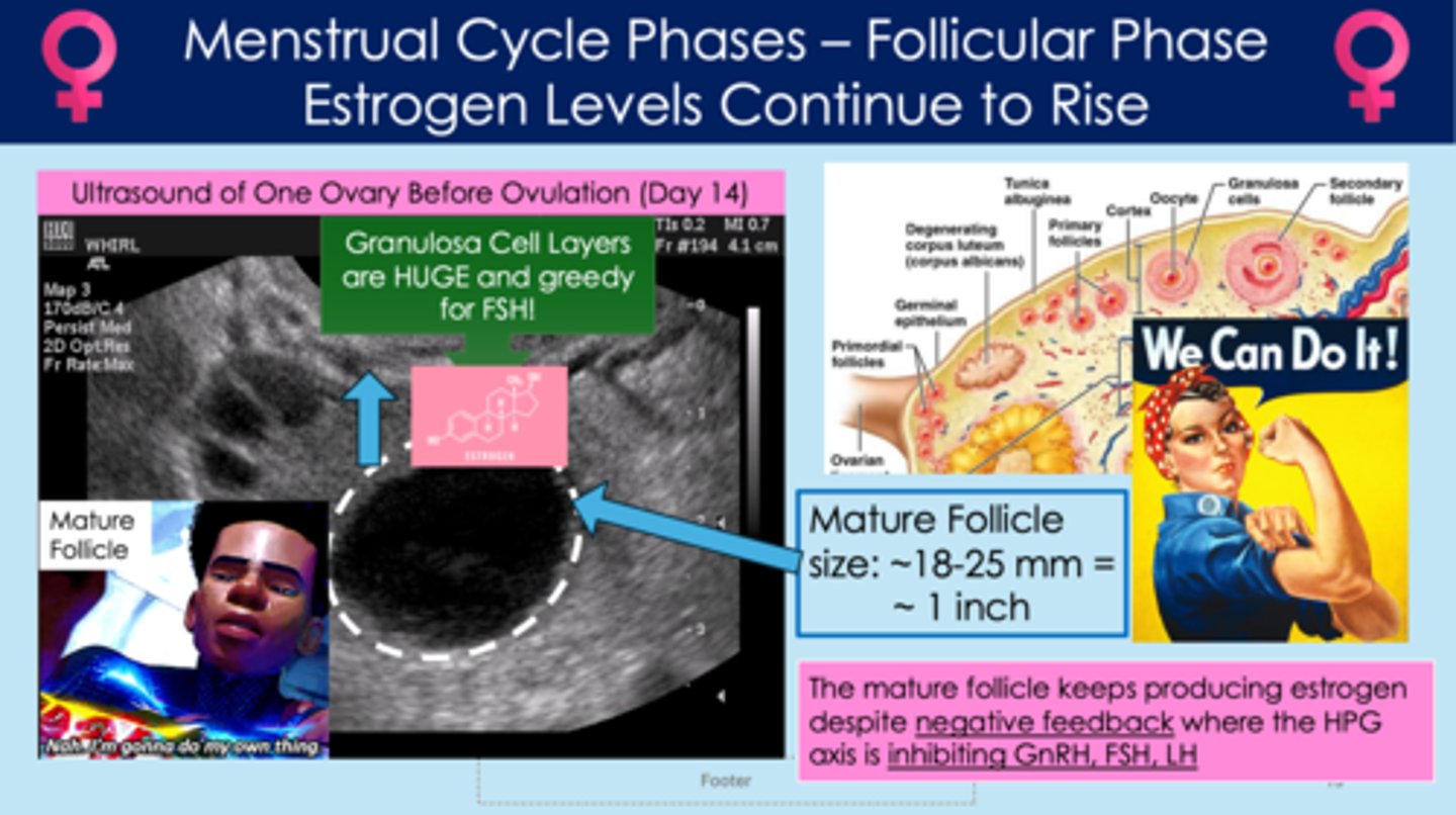 <p>- the mature follicle releases lots of estrogen</p><p>- rising estrogen levels will inhibit LH, FSH, and GnRH release (negative feedback)</p><p>- BUT the mature follicle doesn't care! it uses its granulosa cells to pull surrounding FSH from other follicles and continues to produce estrogen, despite the negative feedback loop</p><p>- the ovarian estrogen is now extremely high; this estrogen to act back on the anterior pituitary gland and release more FSH and LH (positive feedback)</p>