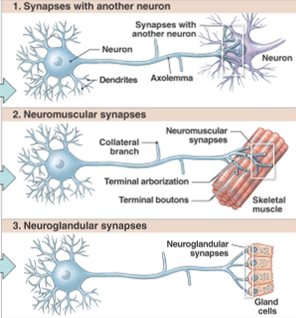 <ol><li><p>Neurons</p></li><li><p>Muscles</p></li><li><p>Glands</p></li></ol><p></p>