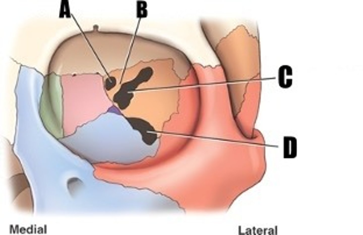 <p>what opening is A</p>