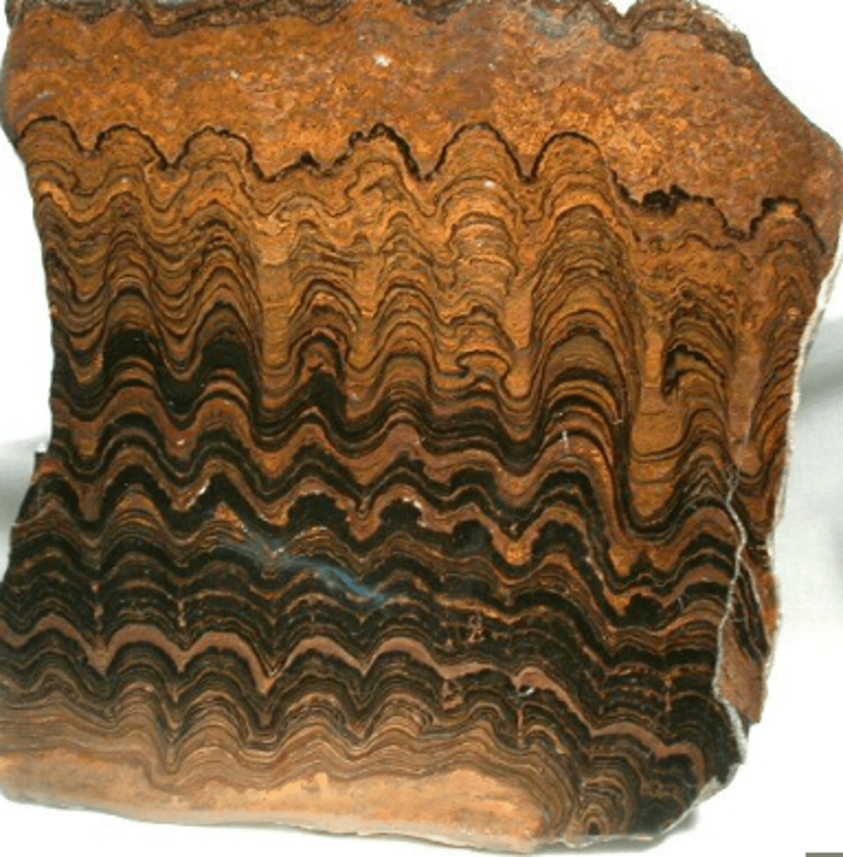 <p>layering in rocks that was formed from cyanobacteria presence</p>