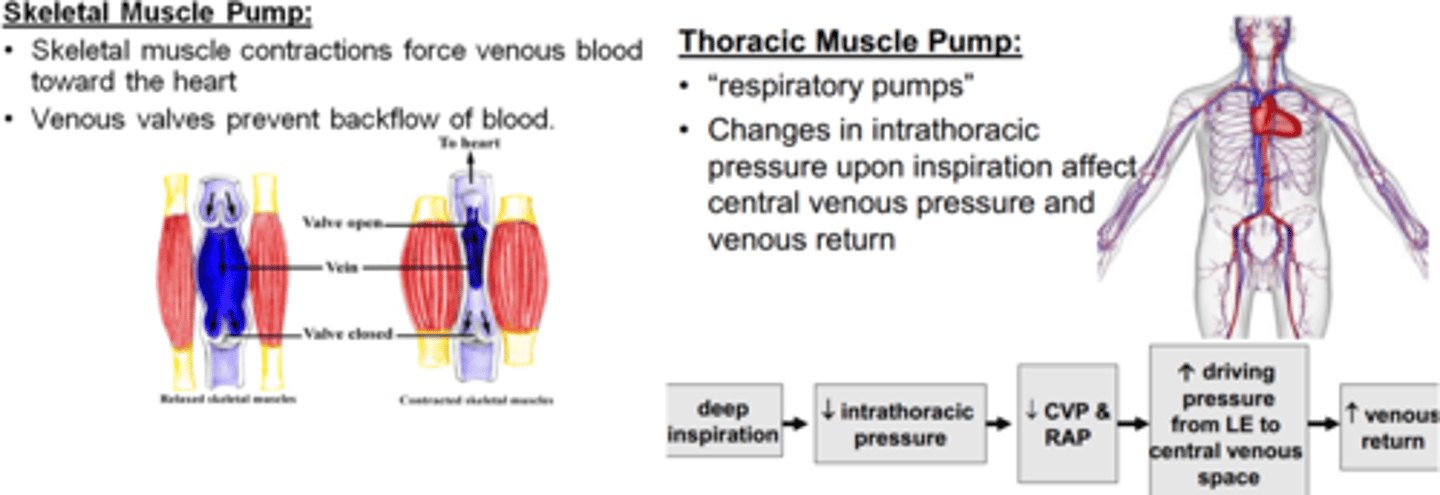 <p>heart rate increases, SV volume decreases; all due to blood pooling in te legs when we stand.</p>