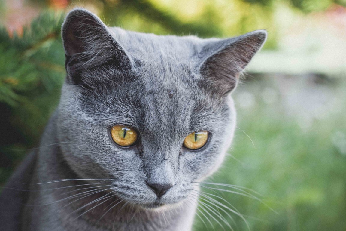 <p>Pusa</p>