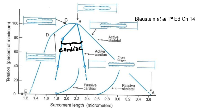 <p></p><ul><li><p>Active force curve is narrower.</p></li><li><p>Passive force curve increases steeply.</p></li><li><p>Relaxed cardiac muscle is stiffer due to more connective tissue.</p></li></ul><p></p>