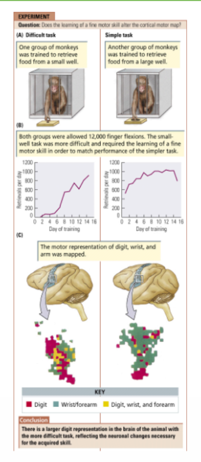 <p>Training of fine motor skills changes the somatotopic arrangement in the motor cortex:</p><ul><li><p>Larger representation of fingers in monkeys trained in difficult motor task compared to simple motor task. </p></li></ul><p></p>