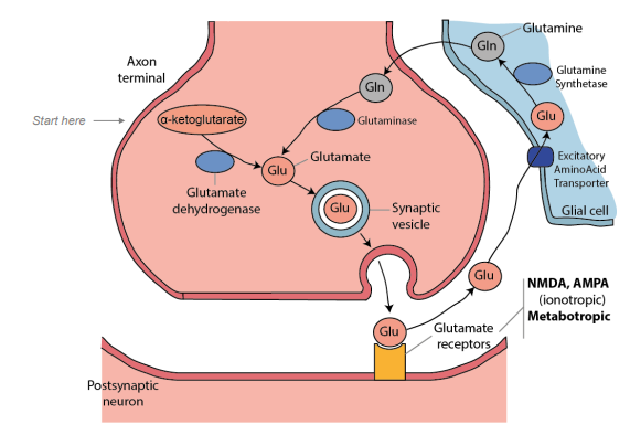 <p>major excitatory neurotransmitter in the brain</p><p>essential neurotransmitter in synaptic plasticity, learning and memory, and higher processing</p><p>excessive glutamate signalling can cause excitotoxicity</p><p>inactivation - removed from the synaptic cleft primarily by astrocytes that express glutamate transporters</p>