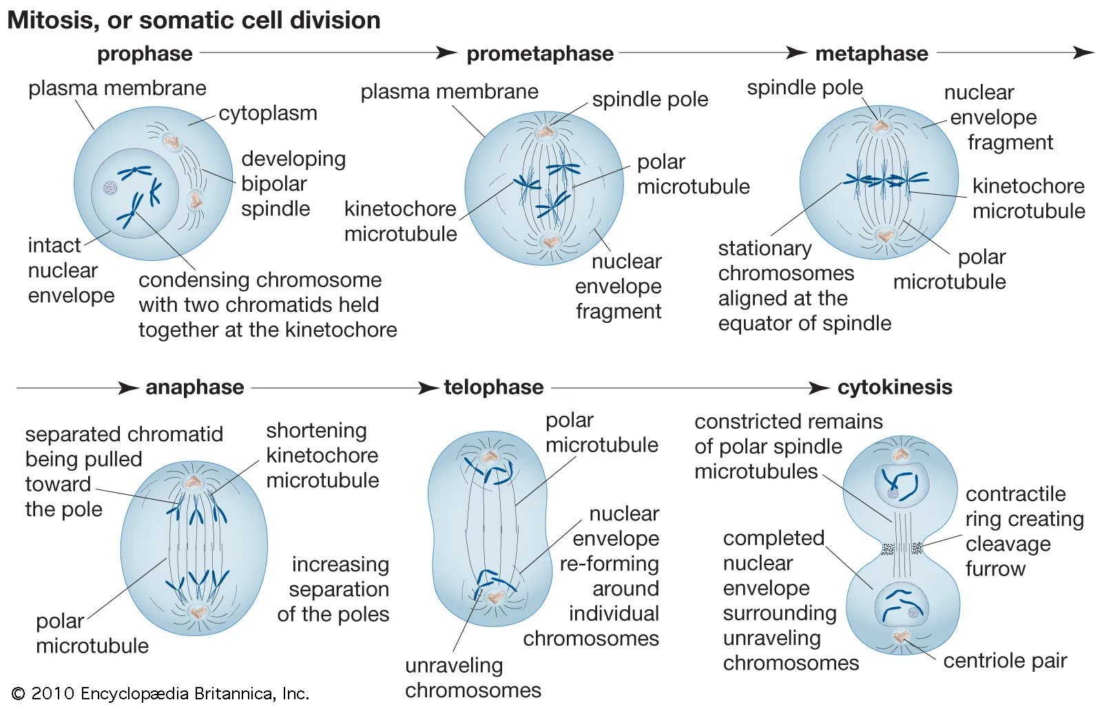 <p>Mitotic division (aka. somatic cell division) is the asexual reproduction of somatic cells in eukaryotes.</p><p>Prior to mitosis, interphase occurs (G1, S, G2).</p><p>When a cell is not dividing, its genetic material is present in a form known as <strong>chromatin</strong>, which consists of long thin threads of DNA and protein.</p><p>During interphase, the DNA is replicated.</p><ul><li><p>In interphase, the chromatin becomes slightly unwound (confirm this first part). <mark data-color="green">Each DNA strand is replicated</mark>, so that each of the chromosomes consist of two<strong> </strong>identical<strong> sister chromatids</strong>, joined together at the <strong>centromere</strong>.</p></li><li><p><em>The first appearance of chromosomes in the cell is an indication that prophase has commenced</em>.</p></li></ul><ol><li><p><strong>Prophase</strong>: <br>In prophase, the <mark data-color="green">chromatin </mark><strong><mark data-color="green">condenses</mark></strong>, causing the DNA strands to wind up, and the chromosomes to shorten and thicken (<em>making them visible under a light microscope</em>). The <mark data-color="green">nuclear envelope disintegrates, and the nucleoli disappear</mark>, resulting in the chromosomes temporarily residing in the cytoplasm. <mark data-color="green">The spindle apparatus then begins to form</mark>. In animal cells, the <strong>centrioles </strong>divide to form two pairs, and <mark data-color="green">migrate towards the </mark><strong><mark data-color="green">poles</mark></strong> of the cell. The spindle fibres of the spindle apparatus, and the centrioles are both made of microtubules (proteins) which are components of the cytoskeleton. Midway between the poles, is a region of the spindles called the <strong>equator</strong>. Plant cells do not contain centrioles.<br></p></li><li><p><strong>Metaphase</strong>: <br>During metaphase, the microtubules in the cytosol radiate from the poles, and attach to the chromosomes; moving the <mark data-color="green">chromosomes so that they line up at the equator</mark> (aka. metaphase plate). The spindle fibres from the opposite poles are <mark data-color="green">attached to either sides of the centromere</mark>. This is important to ensure that both sister chromatids do not end up at one pole of the cell. <br></p></li><li><p><strong>Anaphase</strong>: <br>Anaphase is characterised when the centromeres separate, and the pairs of sister <mark data-color="green">chromatids are drawn apart by the spindle fibres towards opposite poles</mark>. Each chromatid (of the set at opposite poles) is considered to be an <strong>identical daughter chromosome</strong>. <br></p></li><li><p><strong>Telophase</strong>: <br>After the daughter are moved to opposite poles, <mark data-color="green">new nuclei begin to form</mark>, each one <mark data-color="green">complete with a nucleolus</mark>. The chromosomes then <mark data-color="green">decondense</mark> into chromatin; signalling the end of mitosis. The spindle apparatus is also broken down.</p></li></ol><p>Mitosis is complete with telophase, and <strong><mark data-color="green">cytokinesis</mark></strong><mark data-color="green"> ensures that the cytoplasmic contents are divided</mark> between the two new daughter cells.</p>