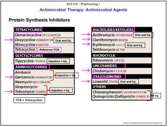 <p><strong>Tetracyclines</strong></p><ul><li><p>Doxycycline and Tetracycline</p></li></ul><p><strong>Macrolides </strong>(Ocular Topical Solution)</p><ul><li><p>Azithromycin, Clarithromycin, and Erythromycin</p></li></ul><p><strong>Aminoglycosides </strong>(Ocular Topical Solutions, Ointments)</p><ul><li><p>Gentamicin and Tobramycin</p></li></ul><p><strong>Oxazolidinones</strong></p><ul><li><p>Linezolid (Zyvox)</p></li></ul><p><strong>Lincosamides</strong></p><ul><li><p>Clindamycin</p></li></ul><p></p>