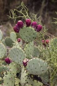 <p><em>Nopalea</em></p>