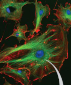 <p>what are the red and green parts made of </p>
