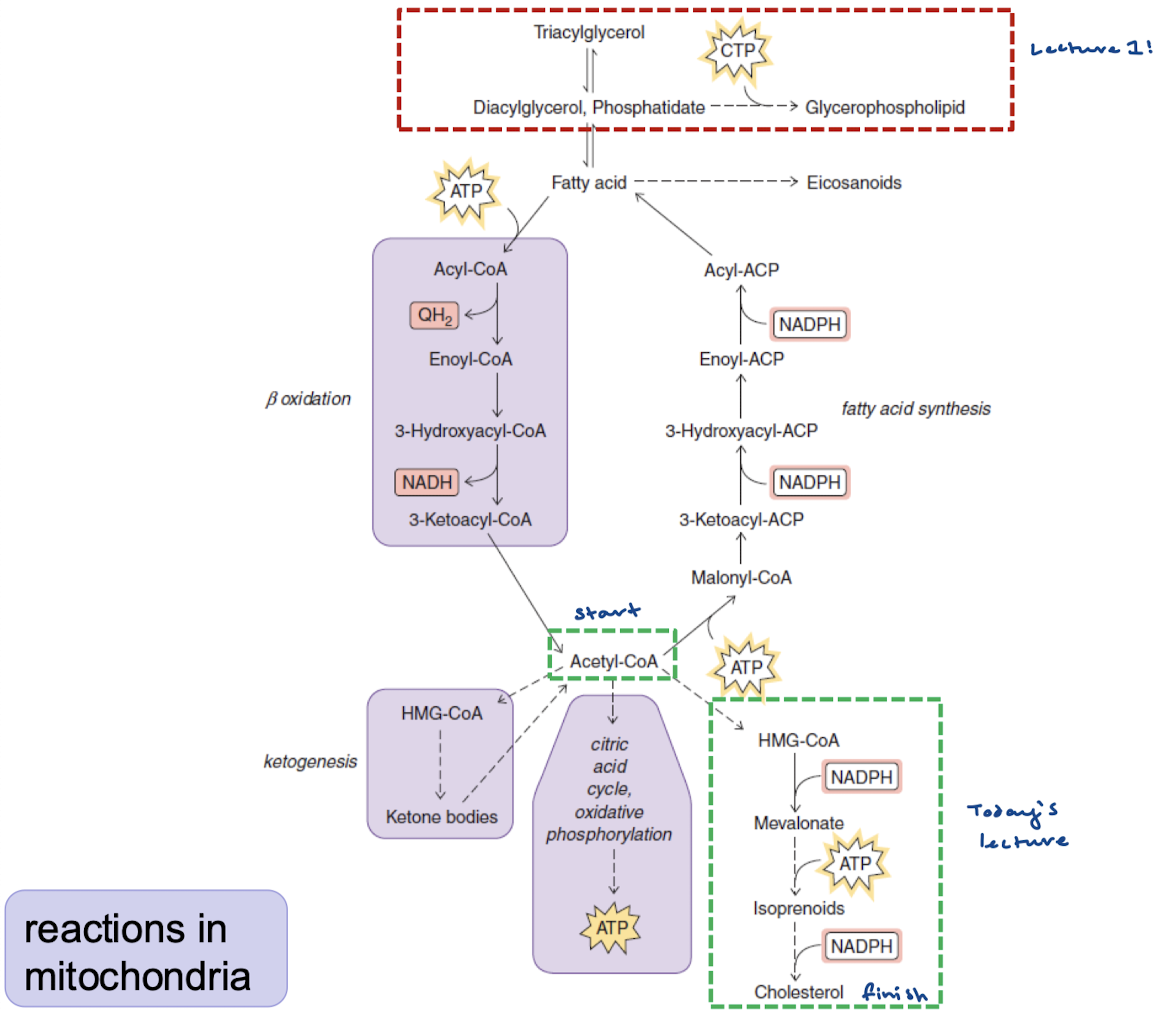 <p>Acetyl-CoA</p>