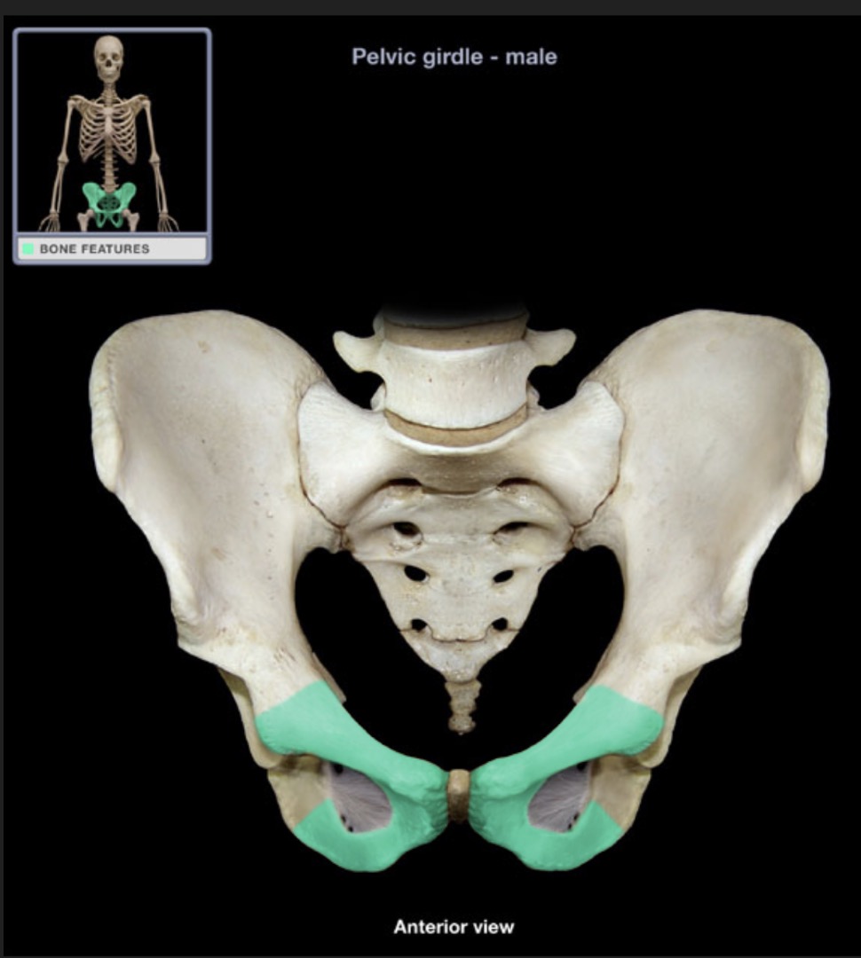 <p><span style="font-family: Arial, sans-serif; color: rgb(45, 59, 69)">most anterior portion of the hip bone</span></p>