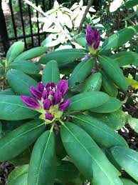 <p><span>Evergreen shrub with large, leathery green leaves and clusters of pink to purple flowers. Used ornamentally.</span></p>