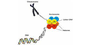 <p>Found in a chromosome, small proteins that have DNA wrapped around it. </p>