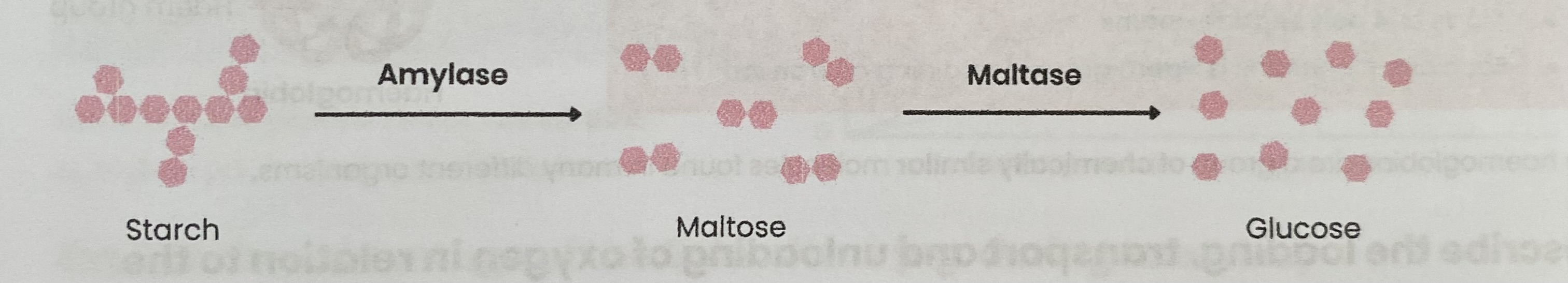 <ul><li><p><strong>Amylase</strong> (produced by salivary glands/ pancreas) <strong>hydrolyses</strong> starch to <strong>maltose </strong></p></li><li><p><strong>Membrane- bound maltose</strong> (attached to cells lining ileum) <strong>hydrolyses maltose</strong> to <strong>glucose</strong></p></li><li><p><strong>Hydrolysis</strong> of <strong>glycosidic bond</strong></p></li></ul><p></p>