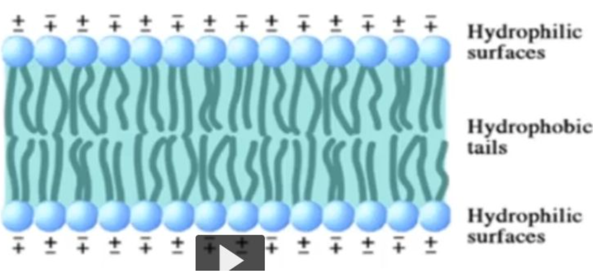 <p><span>A phospholipid bilayer is&nbsp;a double layer of phospholipid molecules that form the basis of cell membranes, where the hydrophilic (water-loving) phosphate heads face outward towards the aqueous environment, while the hydrophobic (water-hating) fatty acid tails are oriented inwards, creating a barrier between the cell interior and exterior;&nbsp;essentially acting as a stable, fluid barrier that separates aqueous compartments within a cell.<br></span></p>