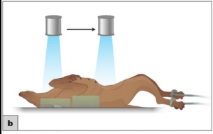 <ul><li><p>Spinal column straight from nose → pelvis&nbsp;</p></li><li><p>Rotation will tend to be side to side —&gt; ensure skull, shoulders &amp; pelvis aligned&nbsp;</p></li><li><p>Use foam blocks/sandbags either side of thorax&nbsp;</p></li><li><p>Visually check for long axis rotation&nbsp;</p></li></ul><p></p>